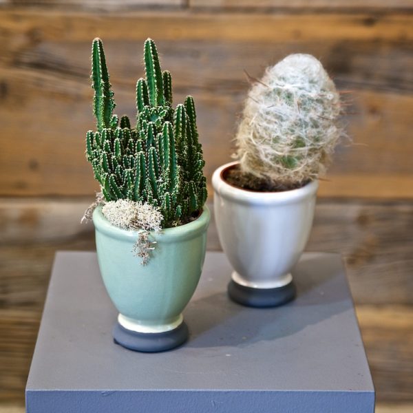 Single Cactus Ceramic Pot