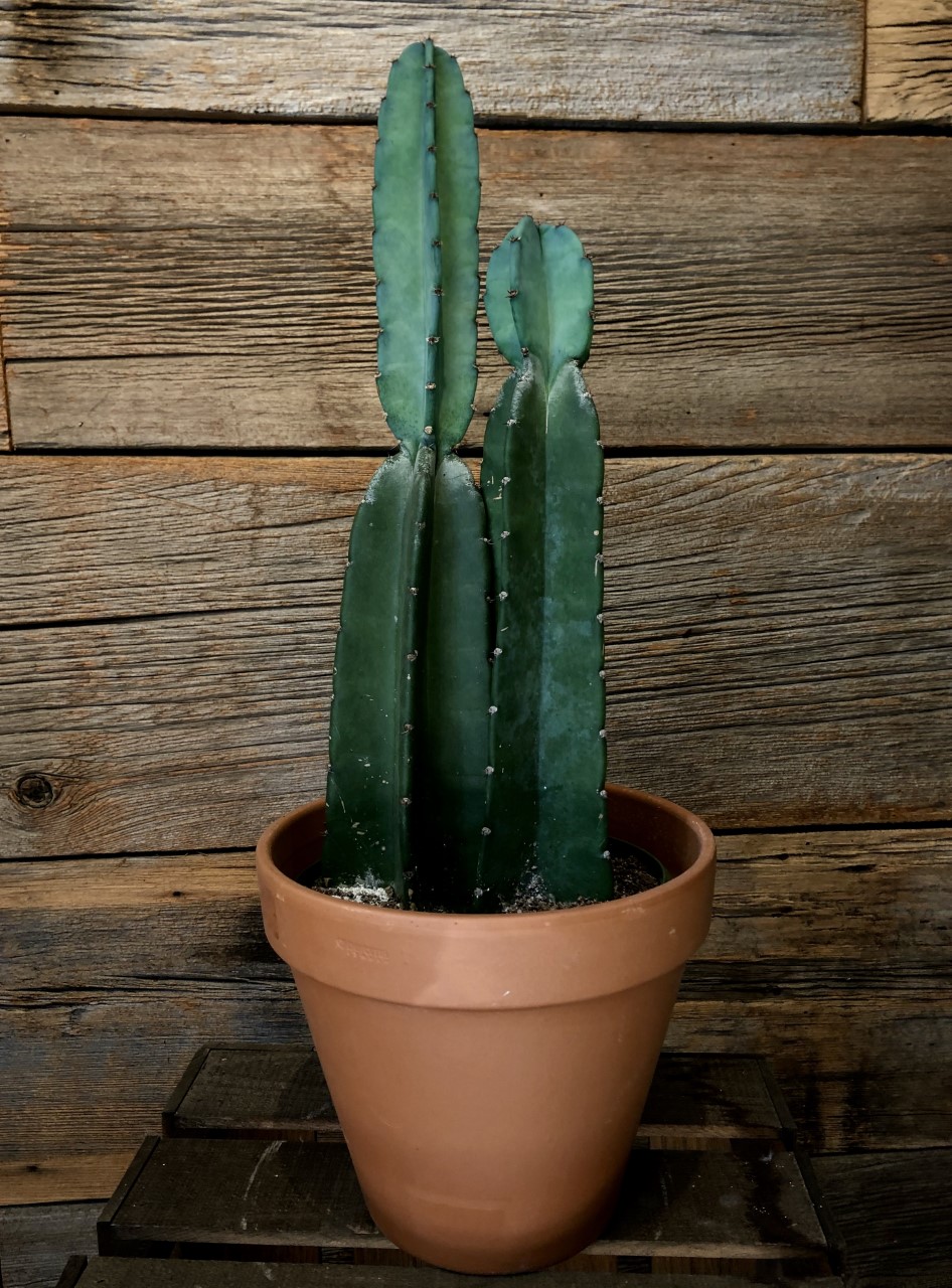 Large Cactus in Pot – Percy Waters Florist