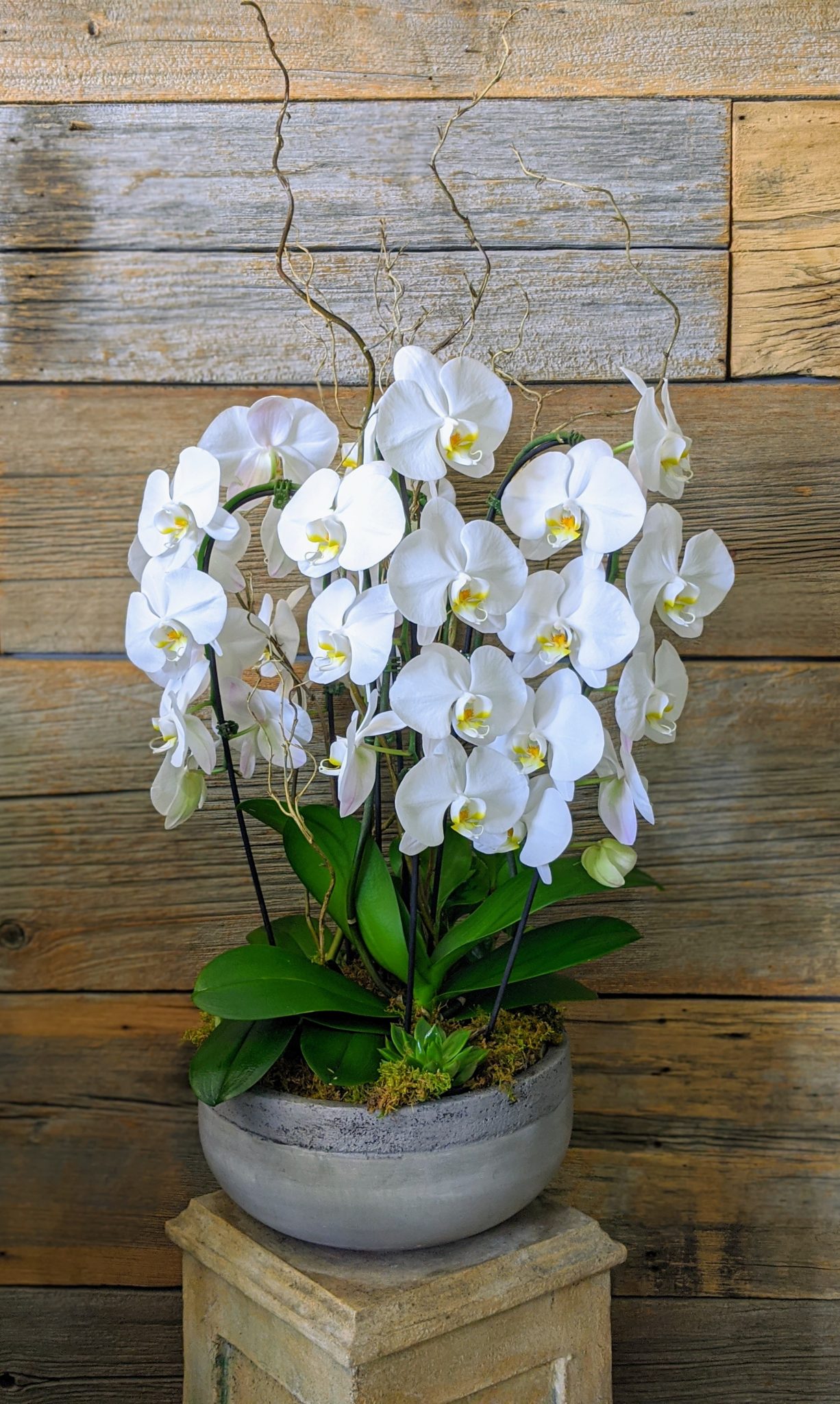 Magnificent Phalaenopsis Orchid Planter Percy Waters Florist 