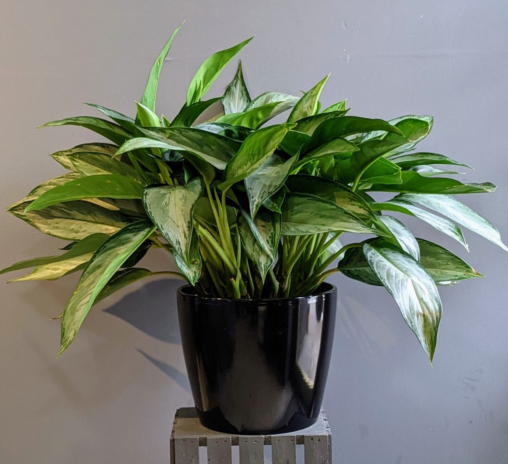 Large Aglaonema "Silver Bay" Chinese Evergreen - Percy Waters Florist