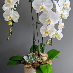 Extra Large Orchid Planter