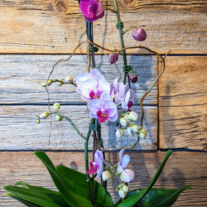 Stunning Phalaenopsis Orchid Planter